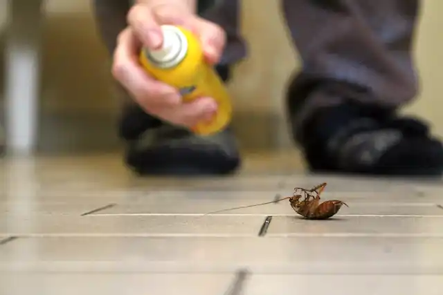 ongediertebestrijding Nieuw-Lekkerland